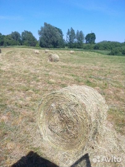 Продам сено в рулонах