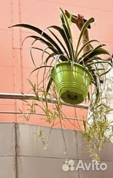 Хлорофитум Царицыно