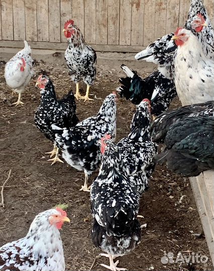 Цыплята кур Ливенская ситцевая