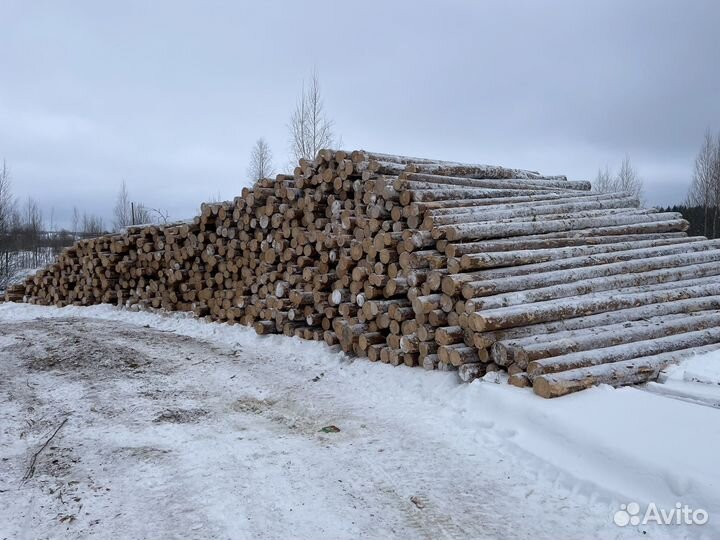 Пиловочник лес сосна