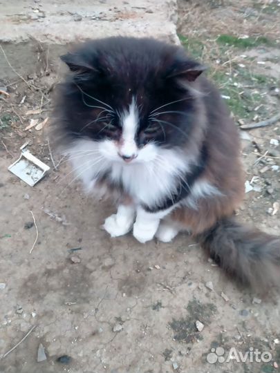 Кошки стерилизованные с доставкой