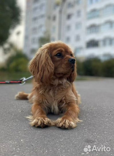 Кавалер кинг чарльз спаниель мальчик