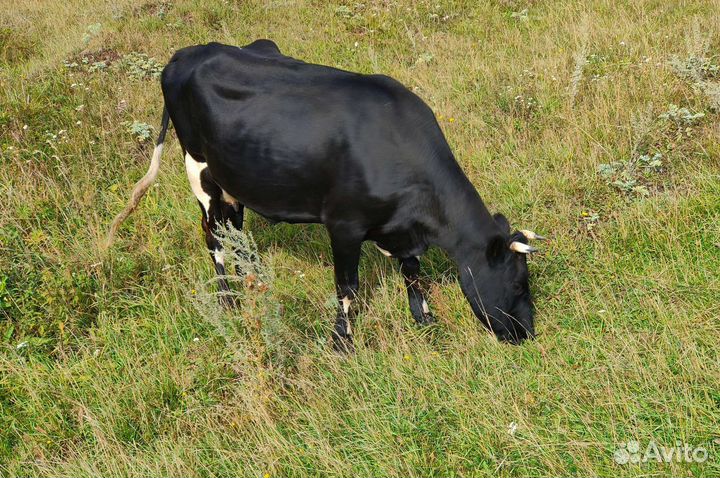 Корова дойная