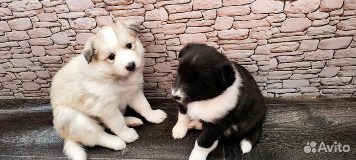 Щенки восточно сибирской лайки