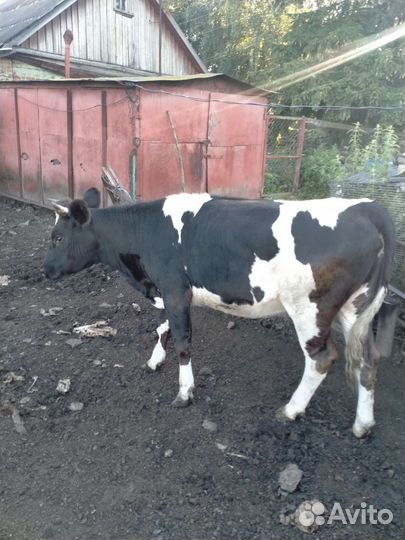 Телки стельные