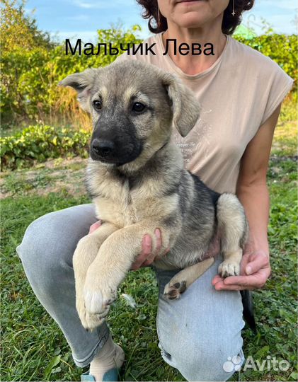 Щенки 3 месяца