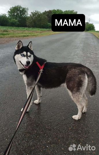 Щенки хаски