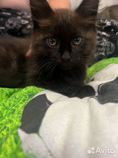 Отдам в добрые руки