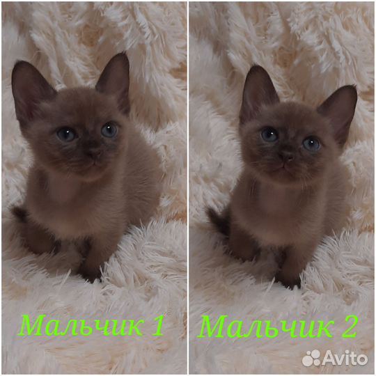 Бурманские котята