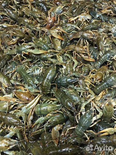 Раки живые и вареные