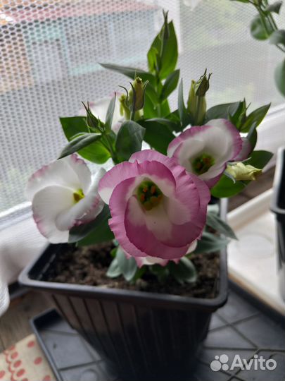 Эустома в горшке