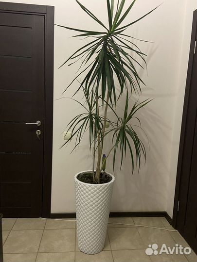 Пальма драцена