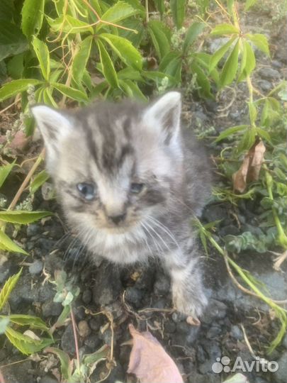 Бездомный котенок, заберите пожалуйста