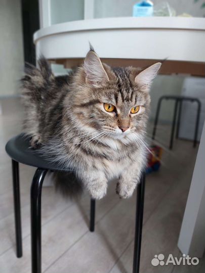 Котята мейн-кун