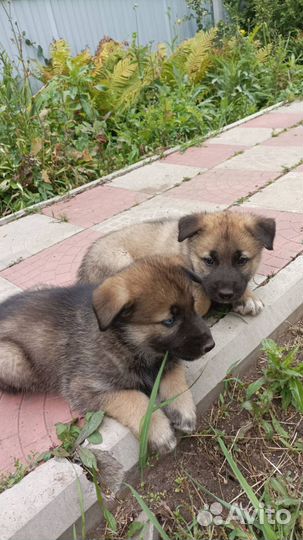 Собаки бесплатно в добрые руки щенки