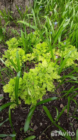 Пиретрум-ромашка