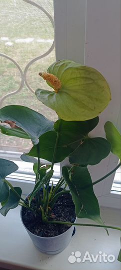 Антуриум белый