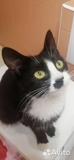 Умная и красивая кошка в добрый дом