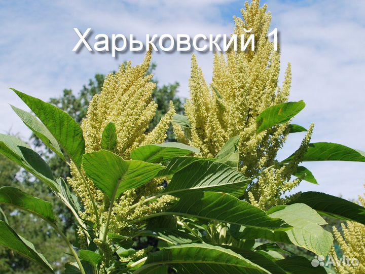 Амарант зерновой, овощной, салатный, чайный