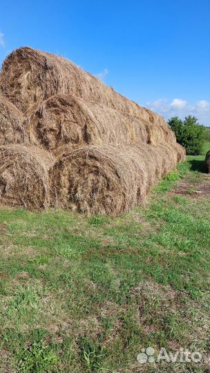 Продам сено в рулонах