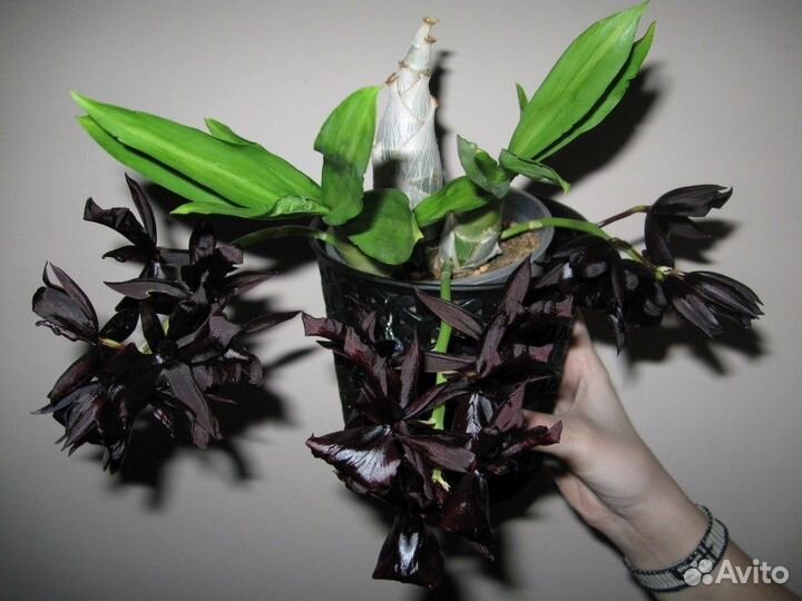 Monnierara Millennium Magic 'witchcraft'