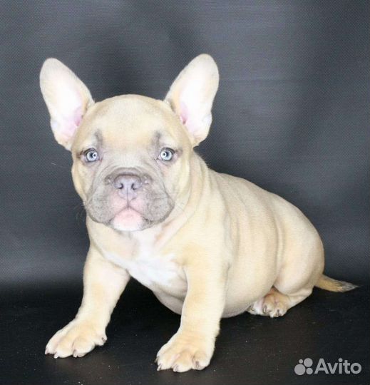 Девочка Американского булли