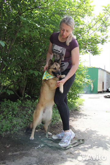 Собака в добрые руки отдам бесплатно