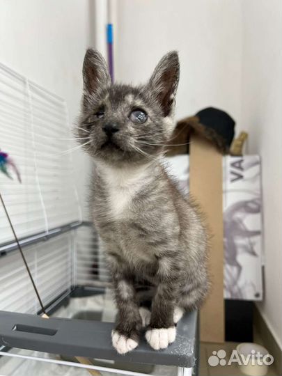 Котенок девочка 3,5-4 месяца