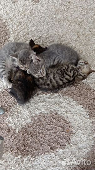 Котята-крысыловы