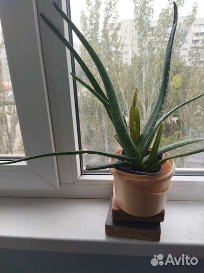 Алоэ лечебный