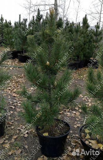 Саженцы сибирского кедра экстра класс