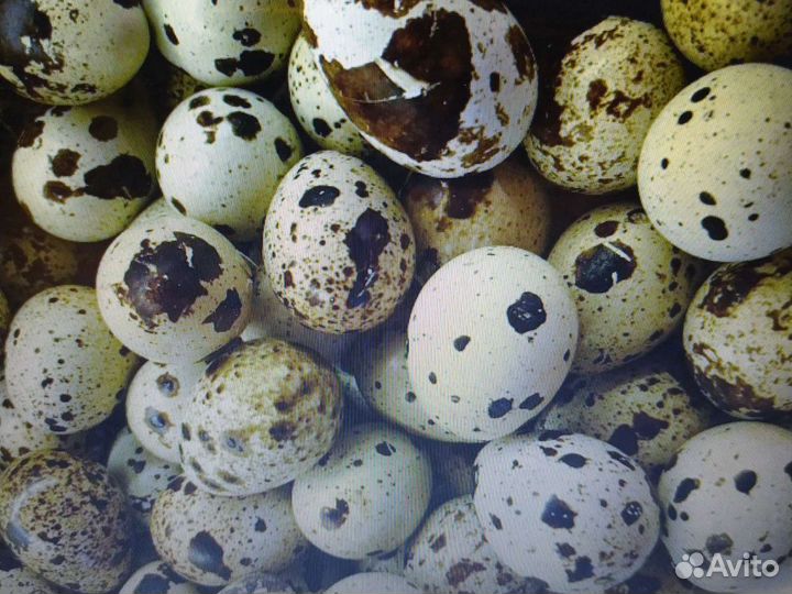 Перепелиные яйца