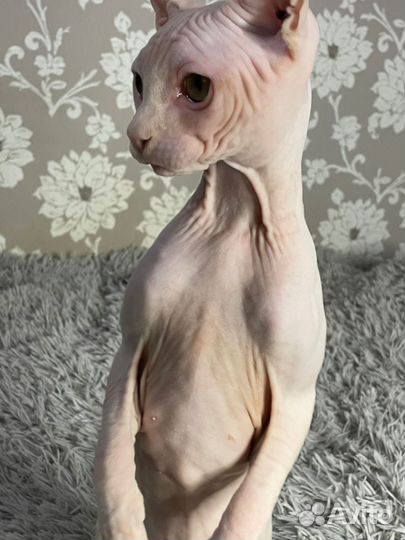 Канадский сфинкс эльф