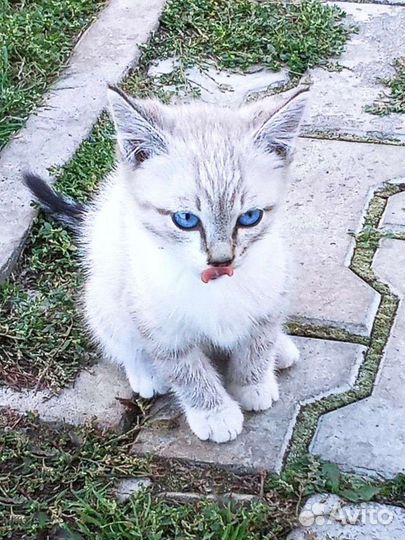 Котята в добрые руки бесплатно