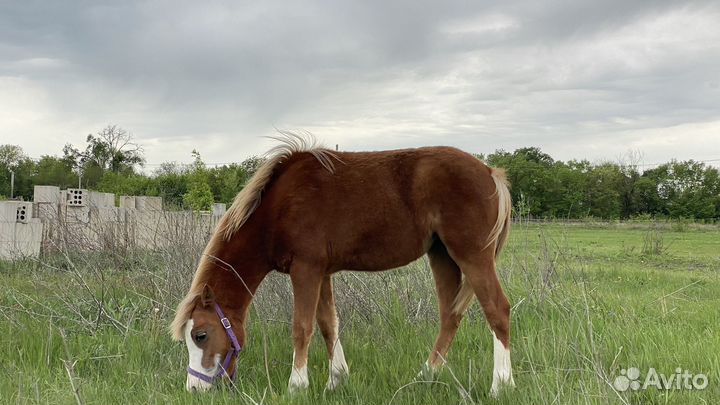 Уэльская pony