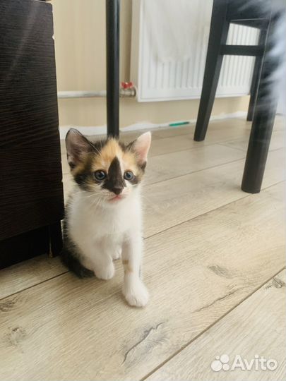 Стильные котята)