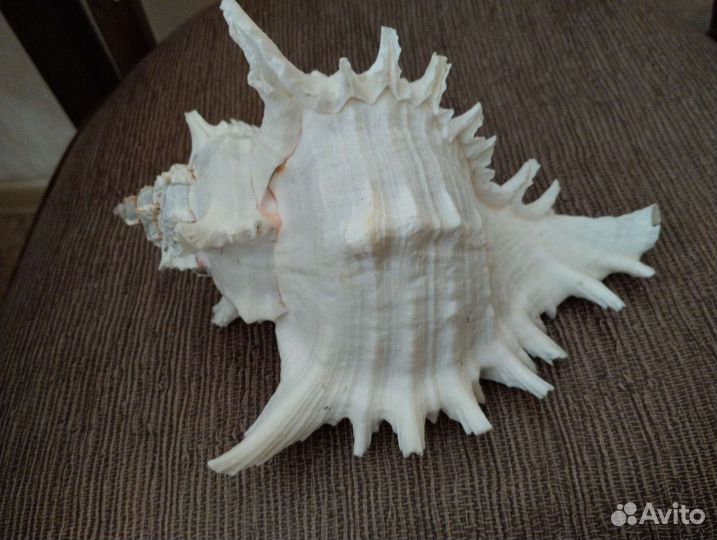 Ракушка Chicoreus ramosus