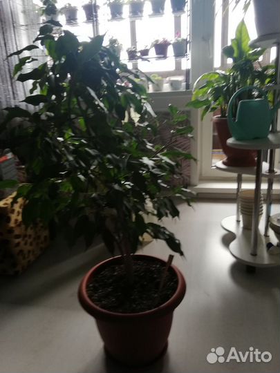 Фикус бенджамина большой
