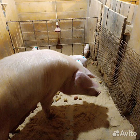 Поросята ландрас