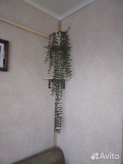 Хойя Белла комнатный цветок