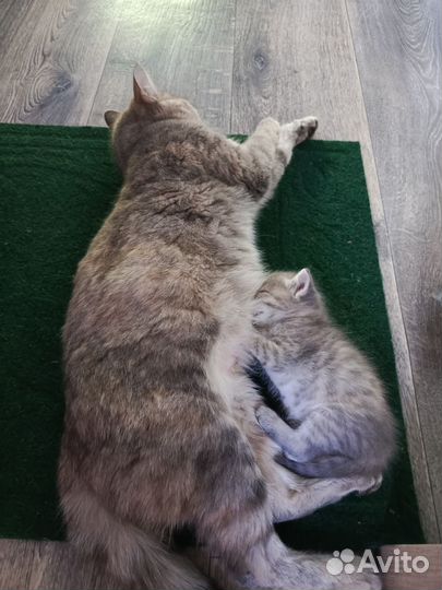 Котики