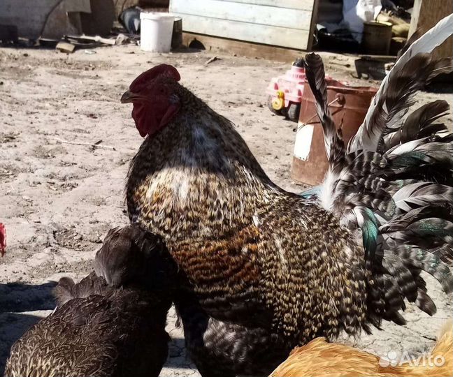 Петух доминант