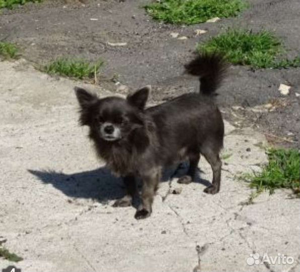 Чихуахуа д/ш взрослый бесплатно