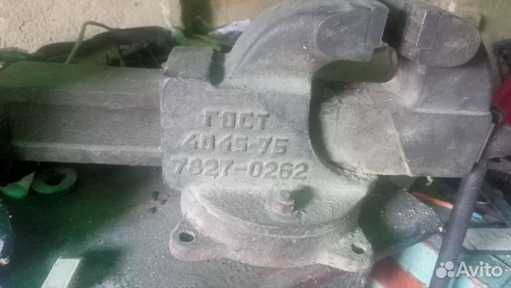 Овцы ягнята