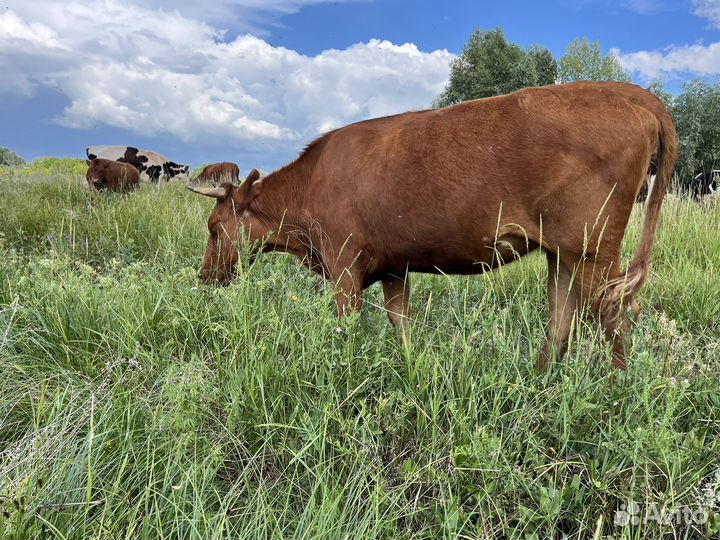 Телки от высокоудойных коров, телочки