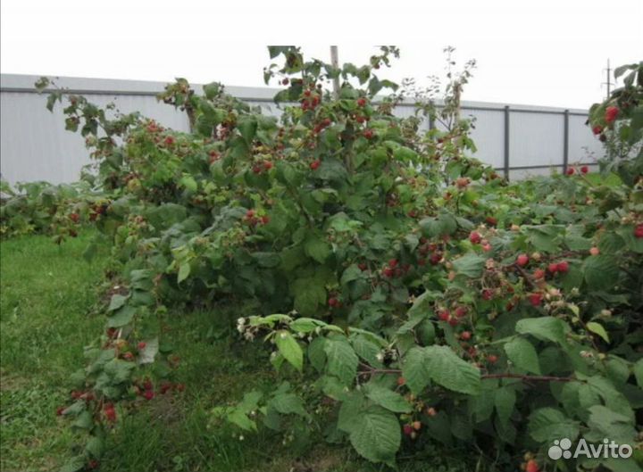 Саженцы малины зимует без укрытия