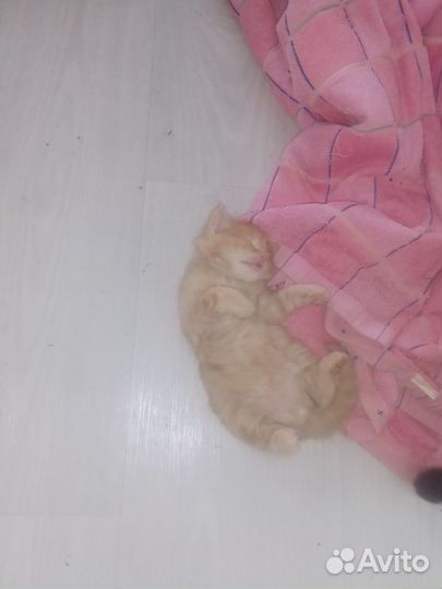 Котята