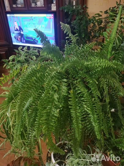 Папоротник