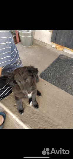 Собака в добрые руки щенок