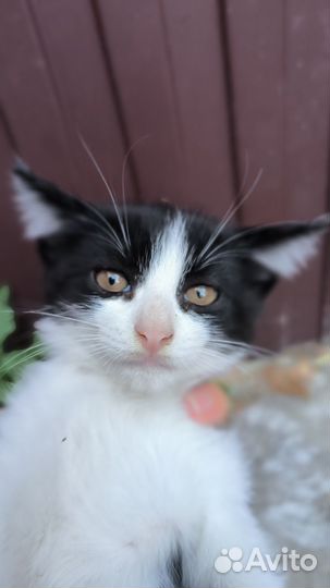 Котенок кот